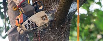 Best Utility Line Clearance  in Harriman, TN