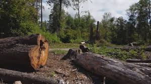 Best Tree Preservation Services  in Harriman, TN
