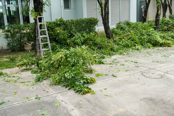 Best Stump Grinding and Removal  in Harriman, TN
