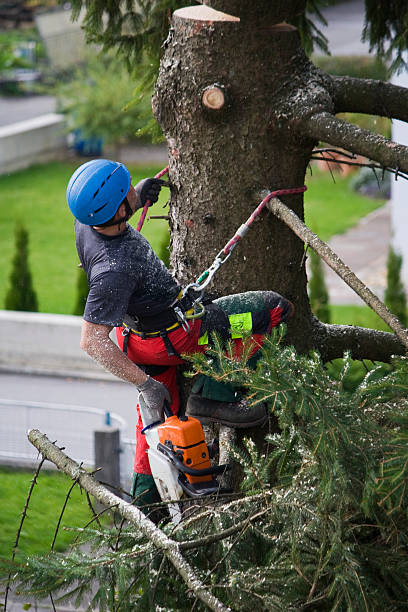 Best Tree Removal  in Harriman, TN
